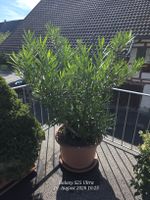Sehr Käfiger Oleander
