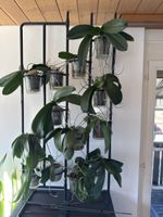 13 Orchideen in verschiedenen Farben