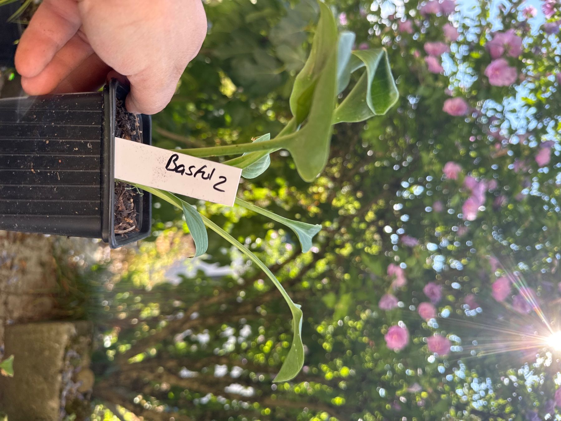 Piante & sementi: Hosta bashful 2 – Usato da Lajoux JU venduto da Briard0