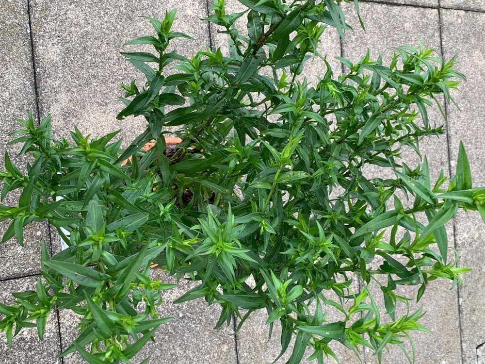 violette Aster mit goldenem Auge Gartenpflanze aus1lt. Topf Kaufen