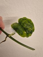🌿Monstera Siltepecana Aurea Ableger #3🌿