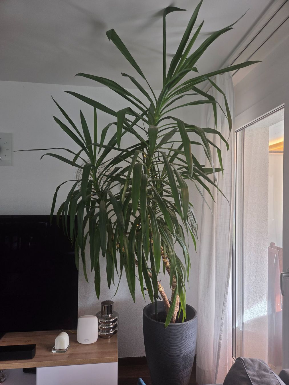Pflanzen & Samen: Yucca-Palme, sehr gross! – Gebraucht aus Dietikon von EmRita