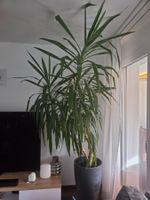 Yucca-Palme, sehr gross!