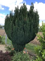 Wunderschöner, geschnittener Formgehölz Thuja
