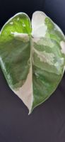 🤩Alocasia Macrorrhiza Albo Variegata Babyplant 