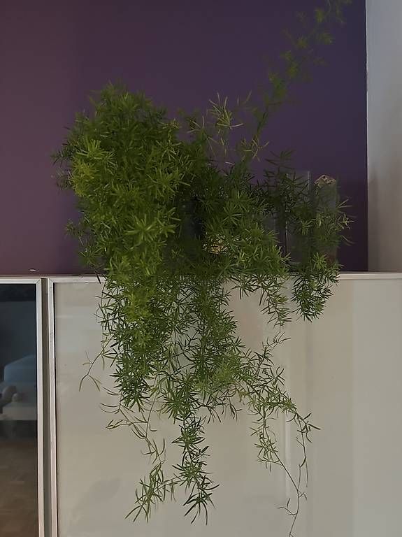 Piante & sementi: Asparagus  – Nuovo e nell'imballaggio originale da Frauenfeld venduto da Irene.Schuppli 1