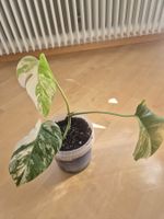 Monstera Albo Variegata Steckling mit Wurzeln