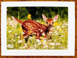 Migros Nature Detectives - Bild Nr. 52