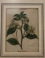 Antiker handkolorierter Kupferstich um 1825