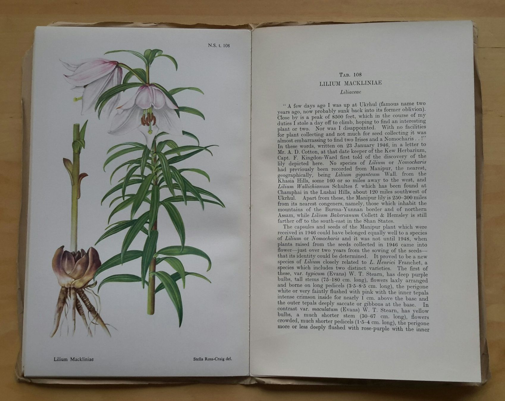 Libri: Curtis's  "Botanical Magazine" , Vol. 167 , 1950 . – Nuovo (secondo la descrizione) da Burgdorf venduto da Olli.34 3
