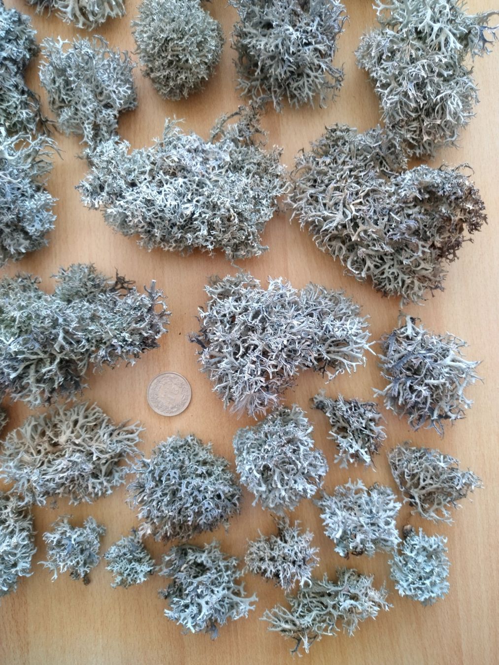 Piante & sementi: Rentierflechte, echte Flechte, Islandmoos, Baummoos - 100g – Nuovo (secondo la descrizione) da Jona venduto da Argus36 4
