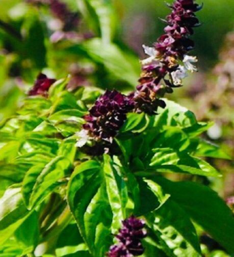 Pflanzen & Samen: 50 SAMEN Zimt Basilikum OCIMUM BASILICUM – Neu und originalverpackt aus Rovio von POSITIFFARTandPLANTS 1