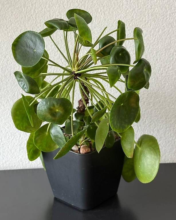 Pflanzen & Samen: Pilea peperomioides, 40cm, grosse Mutterpflanze – Gebraucht aus Aadorf von Arkabraa