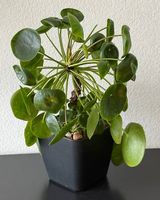 Pilea peperomioides, 40cm, grosse Mutterpflanze
