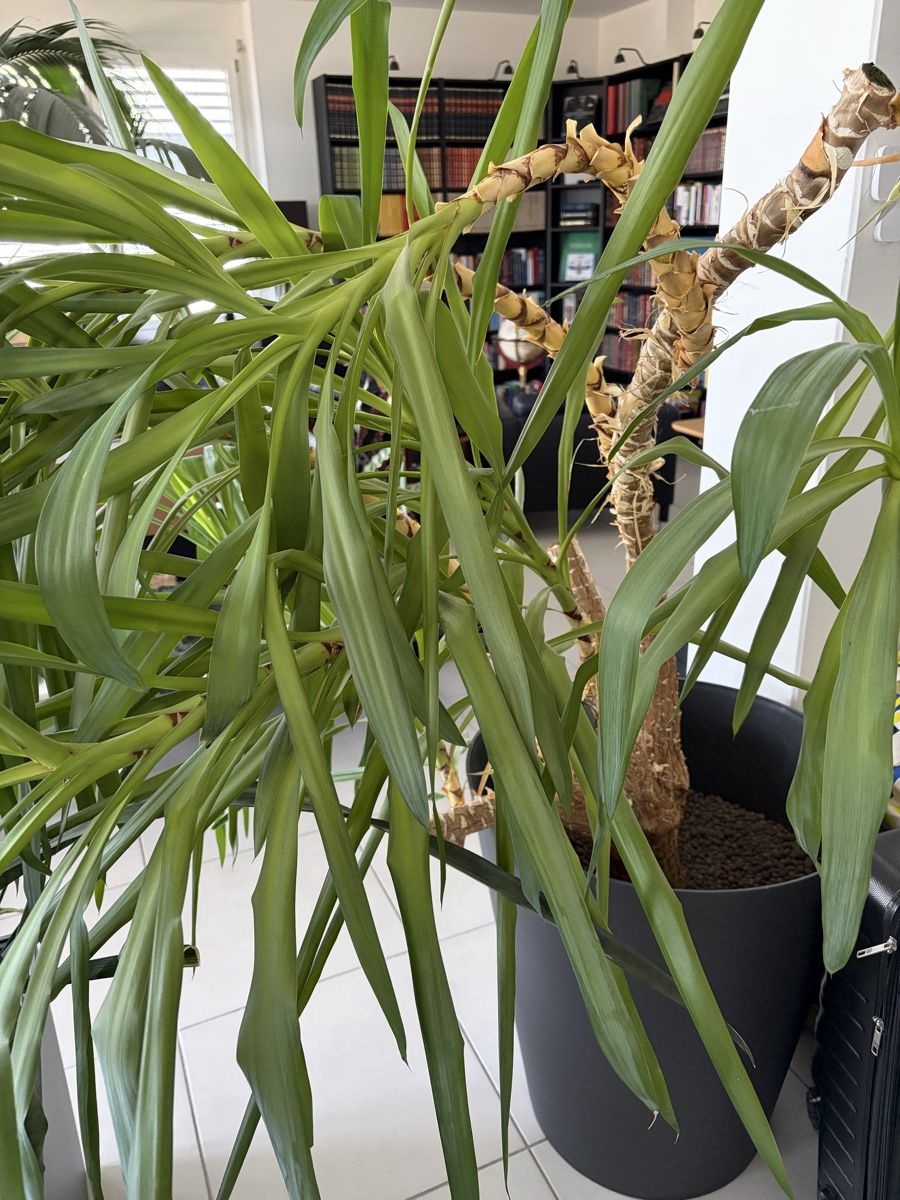 Pflanzen & Samen: Yucca Palme zu verschenken – Gebraucht aus Gisikon von isa_g7cj 1