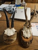 Gemsbock Trophäe auf Holzsockel, Jagdtrophäe.(S1)