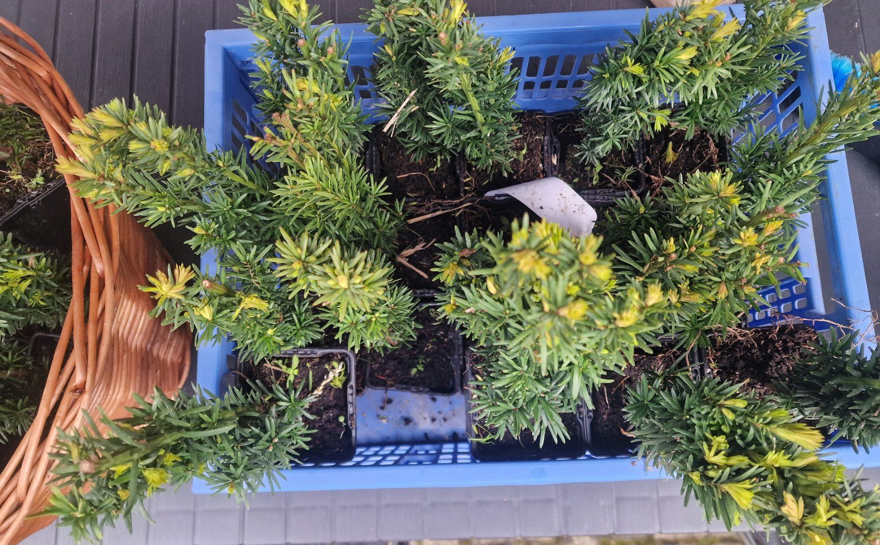 Pflanzen & Samen: Säuleneibe Taxus baccata Fastigiata Robusta Eibe – Gebraucht aus Uerkheim von Justi.y 8