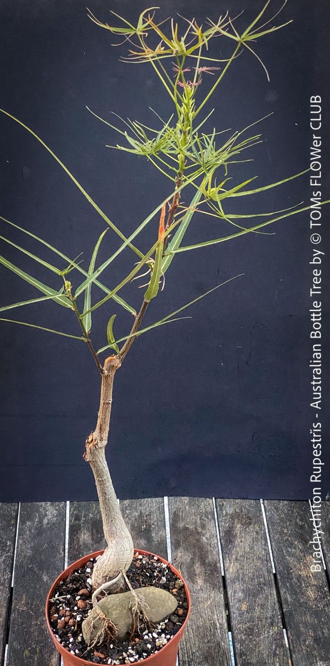 Piante & sementi: Brachychiton Rupestris - australischer Flaschenbaum – Nuovo e nell'imballaggio originale da Adliswil venduto da MarkyForest 3