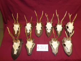 Reh, Geweihe, Trophäe, Horn, Dekoration, Jagd Abwurfstangen