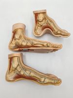 Orthopädie Arzt Praxis Fussquerschnitte anatomisches Modell