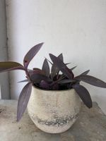 Mexikanische Dreimasterblume