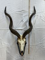 Grosse Kudu (Tragelaphus strepsiceros) Trophäe