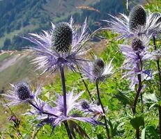Ab 5.- fr 5 Samen  von ALPEN MANNSTREU "ERYNGIUM ALPINUM"