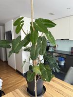 Philodendren erubescens
