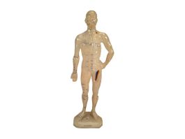 Anatomisches Akkupunktur-Anschauungsmodell