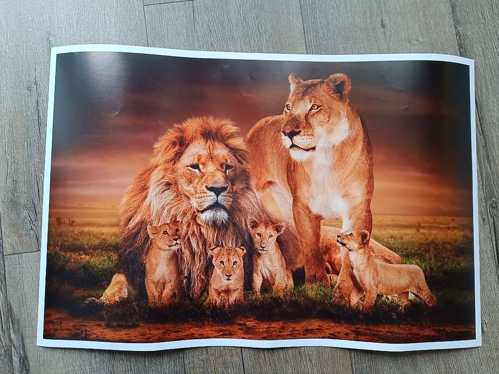 Foto & Immagini: Schönes Löwen -Poster – Usato da Utzenstorf venduto da Jassy34xx
