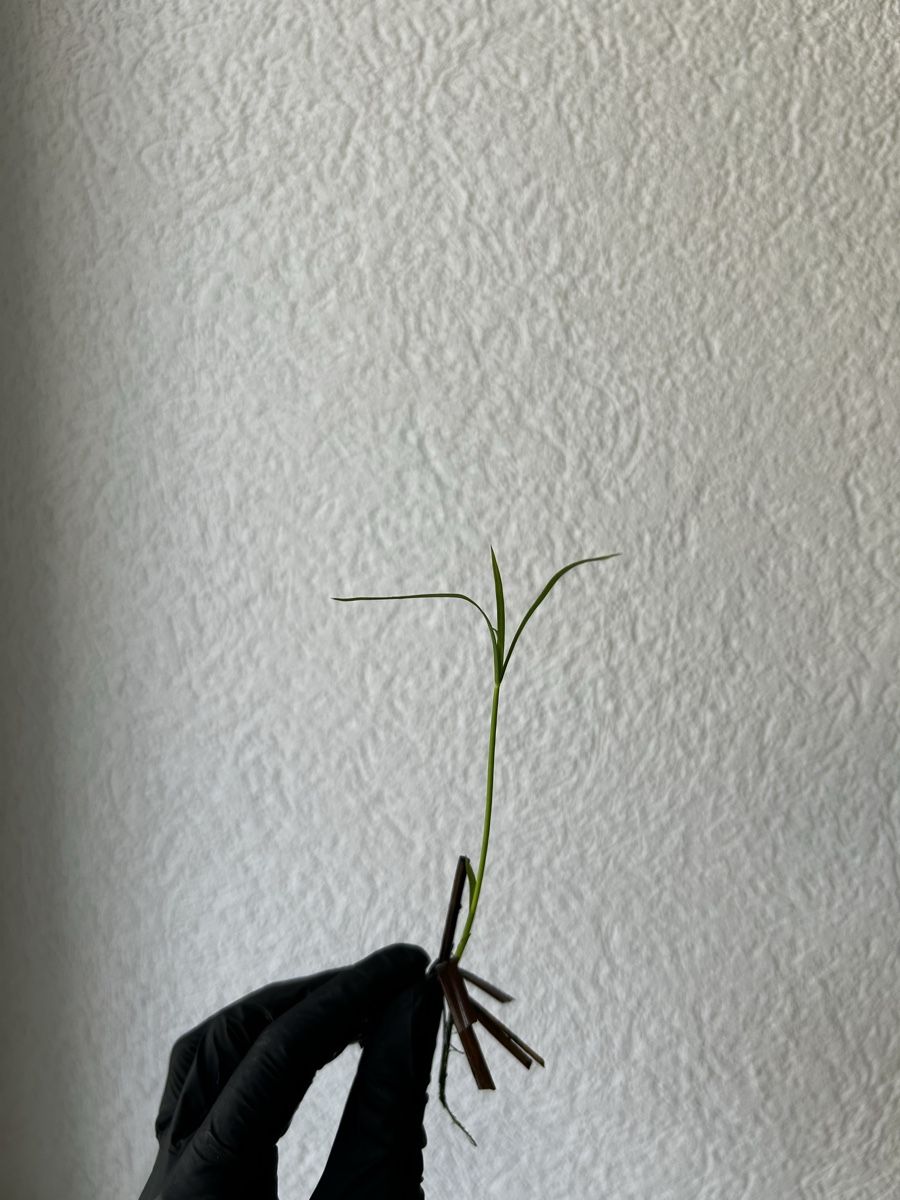 Plantes & graines: Boutures Papyrus – D'occasion à Develier par mel_qd2m 4