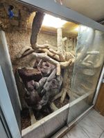 Terrarium mit Kletterlandschaft und Glasfront gebrauchter...