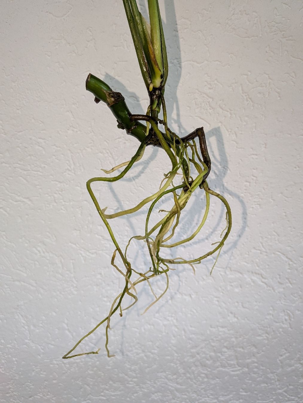 Piante & sementi: Monstera Deliciosa - gut bewurzelter Ableger – Usato da Weier im Emmental venduto da sel_j9yz 2