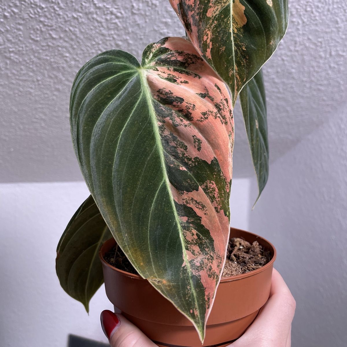 Piante & sementi: Philodendron Melanochrysum orange variegata – Usato da Suhr venduto da Planted.by.two 3