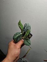 Scindapsus 'Exotica'