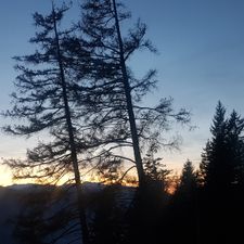 Profile image of Wald-kauz