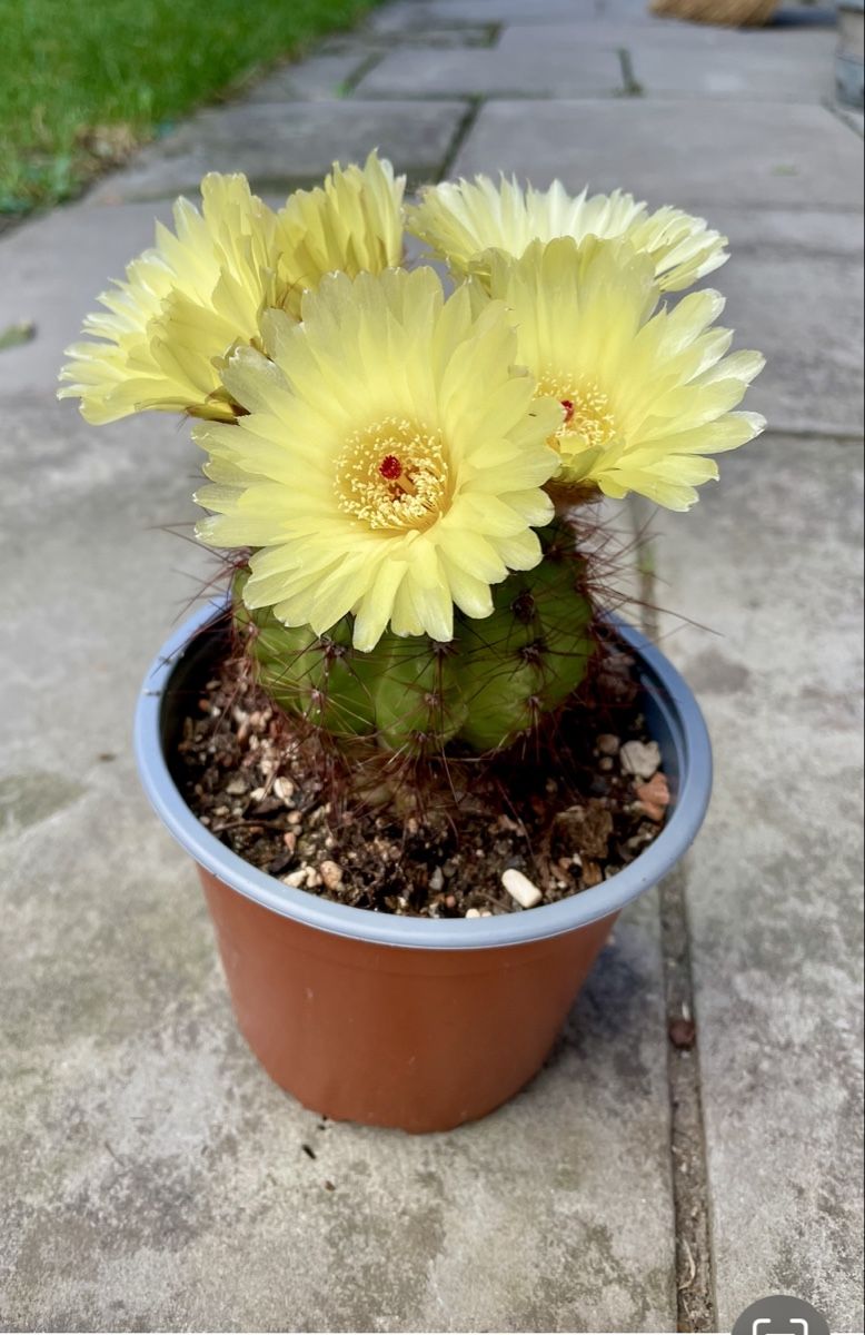 Plantes & graines: Kaktus gelb blühend – Neuf (Voir description) à Dierikon par Wale71