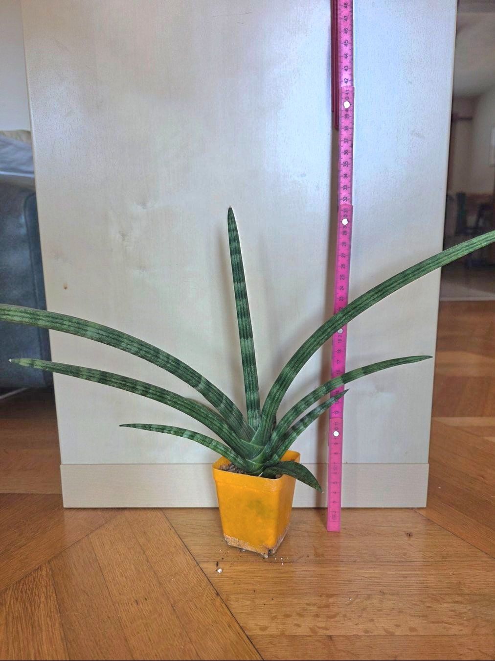 Piante & sementi: Sanseveria cylindrica "Boncellensis" / Seestern Bogenhanf – Nuovo (secondo la descrizione) da Thalheim venduto da silvara01 3
