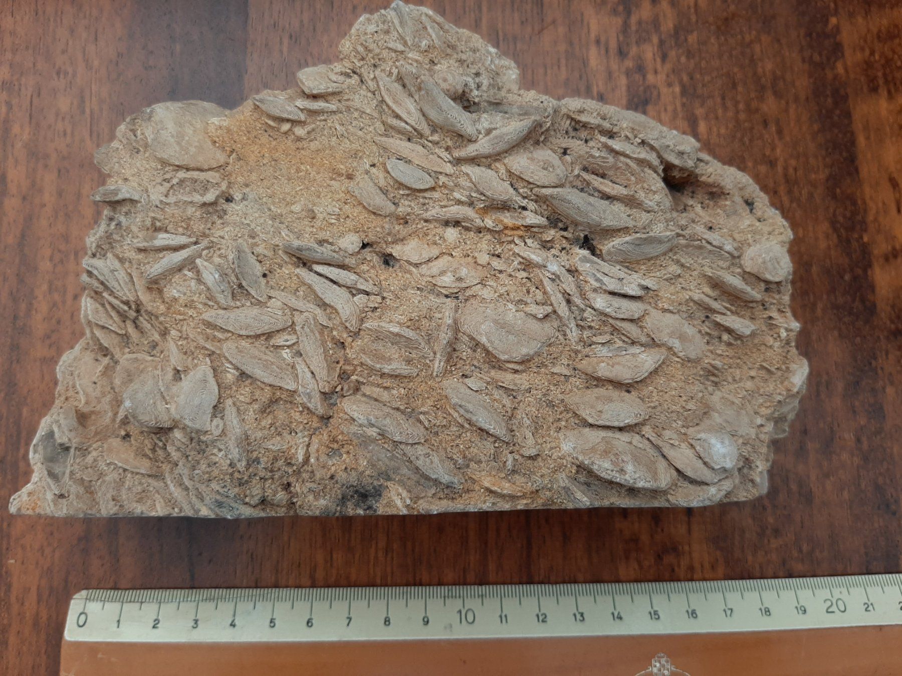 Fossili: Einzeller Fossil – Usato da Rickenbach BL venduto da Oktober68 4