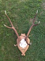 Hirschgeweih Trudelinger Urnerland 1975 – Jagdtrophäe auf Ho