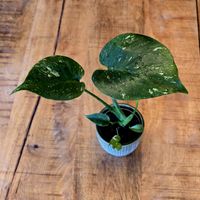🪴 Baby Monstera Thaï Constellation