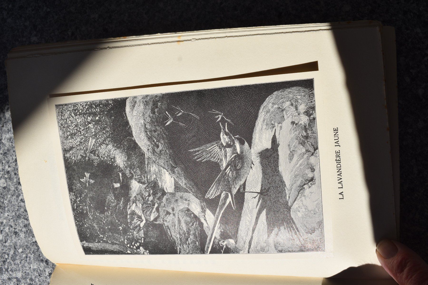 Libri: Antikes Vogelbuch "Chants d'oiseaux" von Eugene Rambert – Usato da Brügg BE venduto da Aristotolius 3
