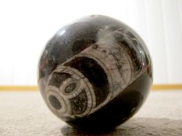 Stein Kugel Orthoceras Tintenfisch Fossilien poliert
