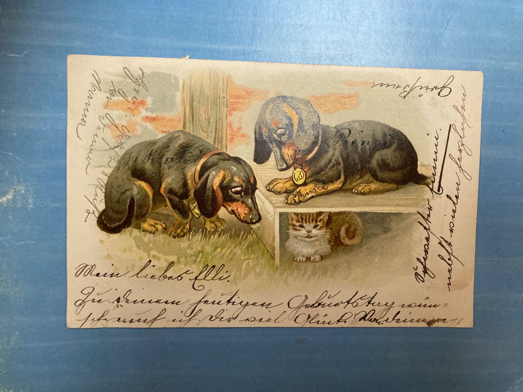 Cartoline postali: antike Postkarte - Hunde - 1905 – Usato da zürich venduto da papalapa