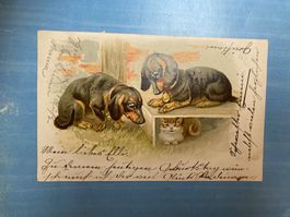 antike Postkarte - Hunde - 1905