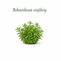Bohnenkraut