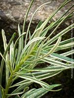 Podocarpus Macrophyllus ‘Albo Variegata’ - aus Japan