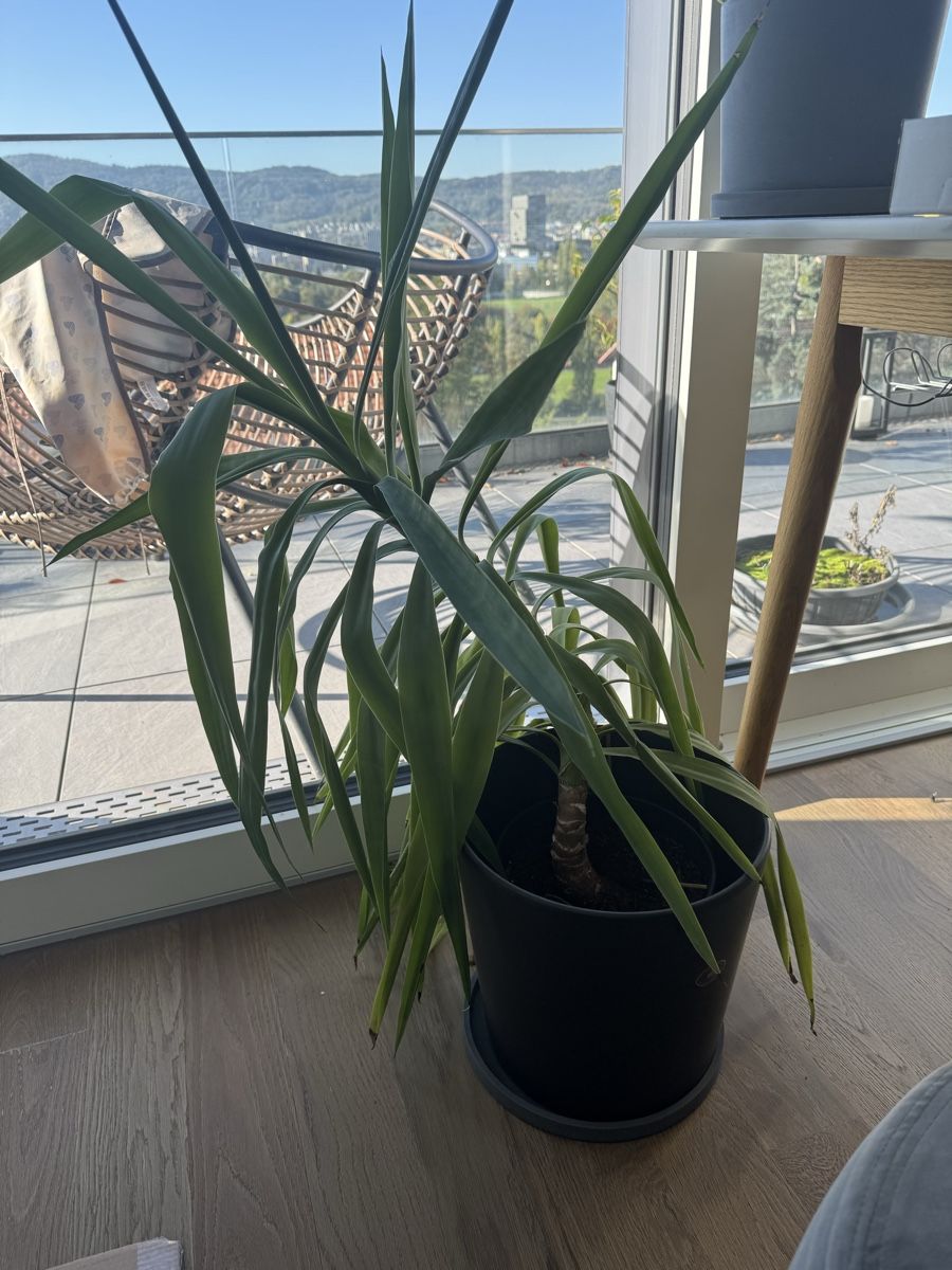 Pflanzen & Samen: Yucca Palme mit schwarzem Topf – Gebraucht aus Zürich von Monusc 1
