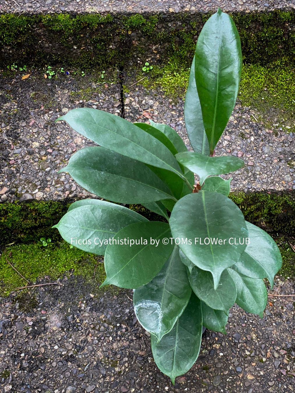Pflanzen & Samen: Ficus Cyathistipula - afrikanischer Feigenbaum - 70-90cm – Neu und originalverpackt aus Adliswil von TAKEYOURPLANT 1