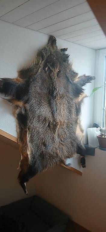 Monde des animaux: Wildschweinfell – D'occasion à Humlikon par kes_k6dl